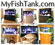 Carlson Surge Maker, CSM, Marine Aquariums and Coral Reef Aquarium Tank ...