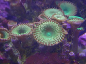 Coral Polyps, Marine Aquariums and Coral Reef Aquarium Tank, Stand ...