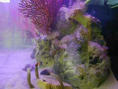 Coldwater California Reef Tank, Aquarium Design, Marine Aquariums and ...